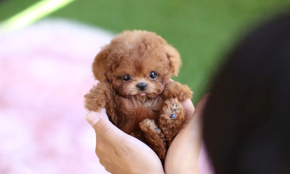 chó poodle micro teacup