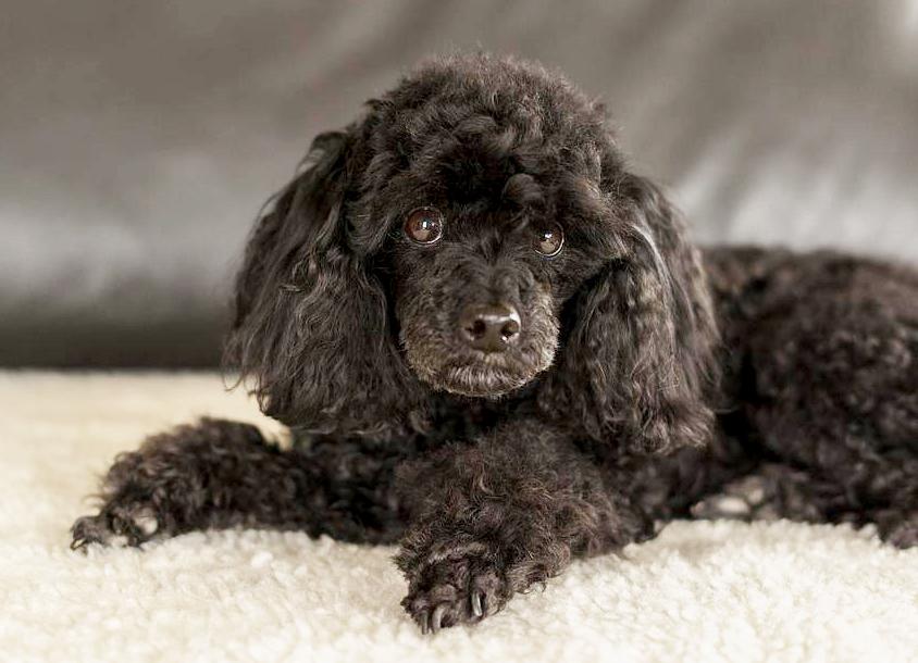 chó poodle mõm dài