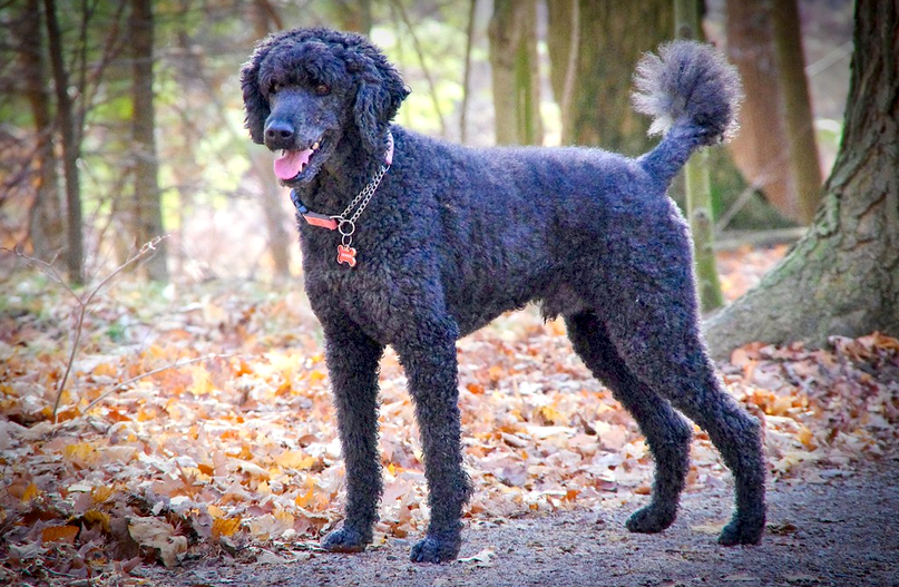 chó poodle mõm dài