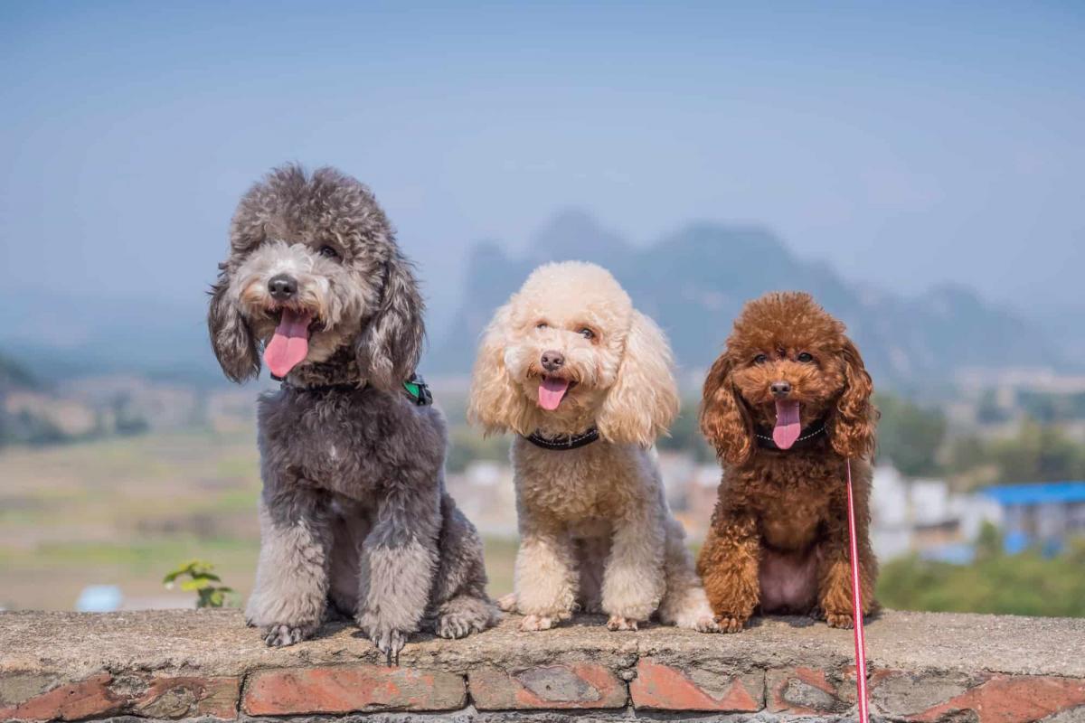 chó poodle nhỏ