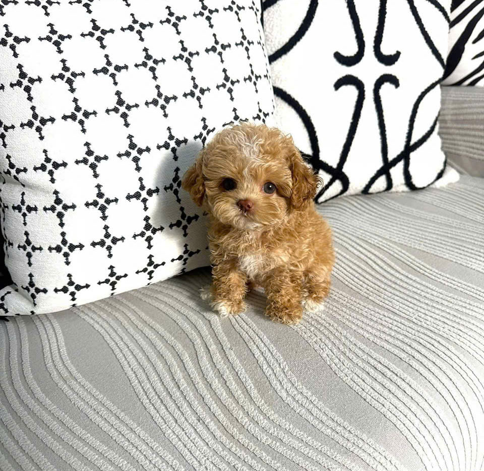 chó poodle nhỏ nhất