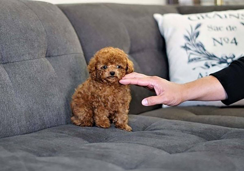 chó poodle nhỏ nhất