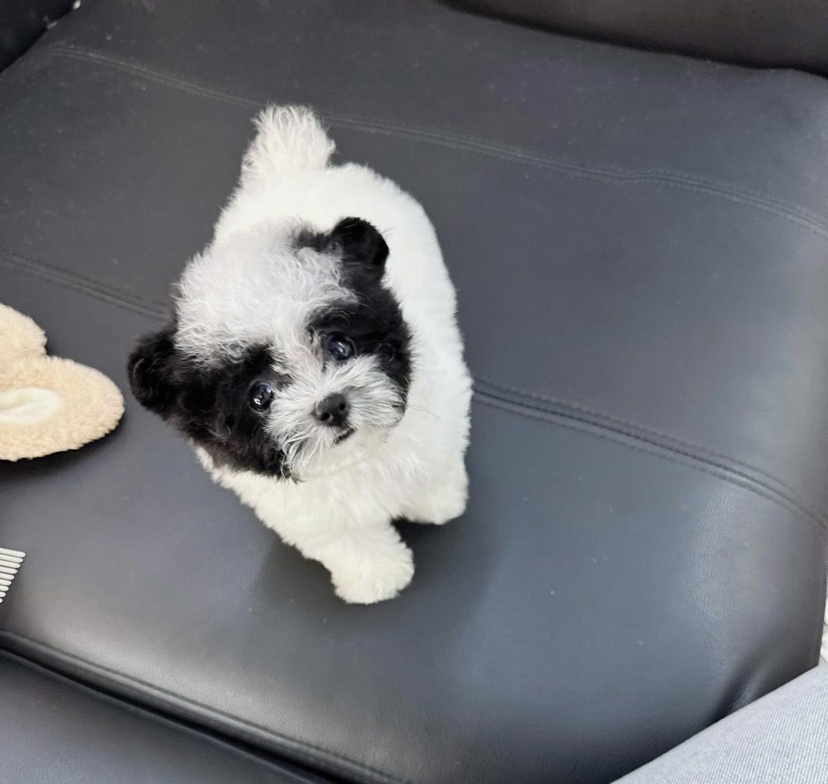 chó poodle nhỏ nhất