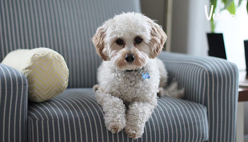 chó poodle nhỏ nhất