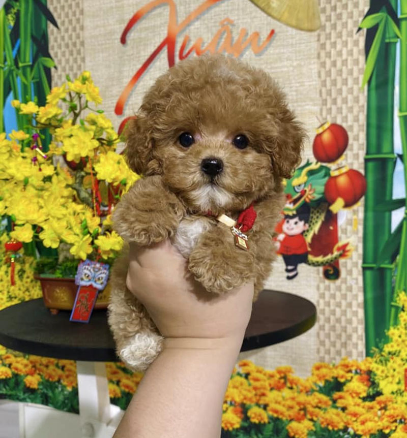chó poodle nhỏ nhất