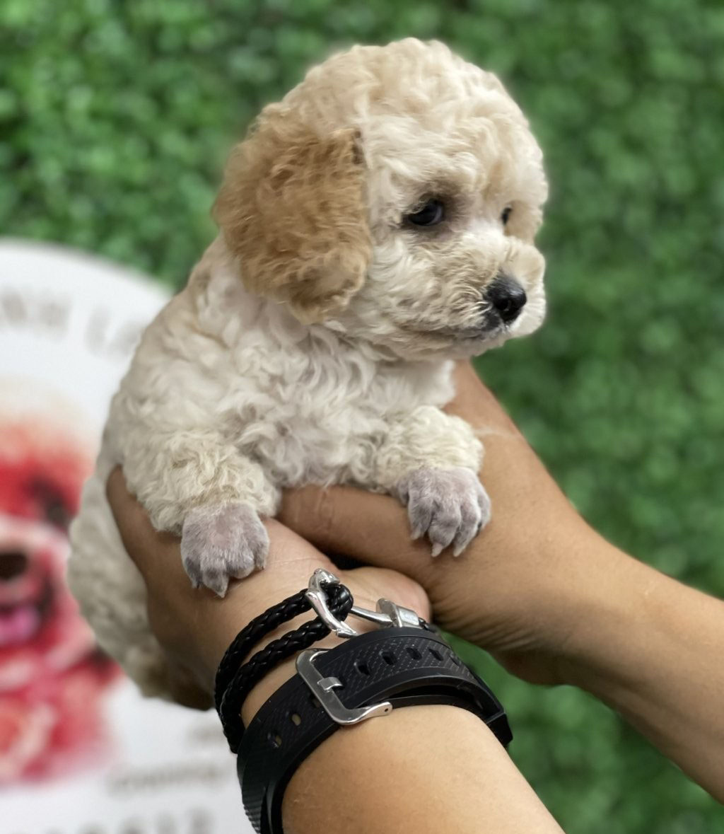 chó poodle nhỏ nhất