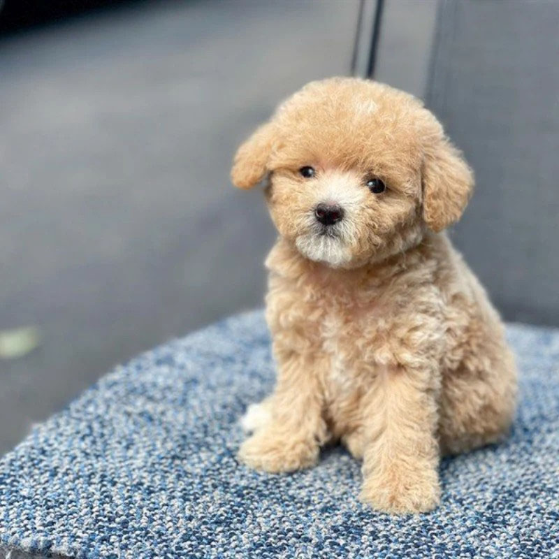 chó poodle nhỏ nhất