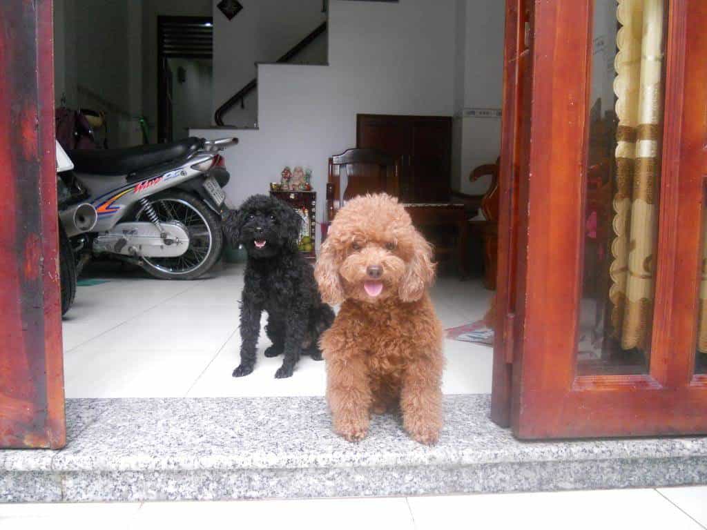 Chó Poodle sinh ra tại Việt Nam