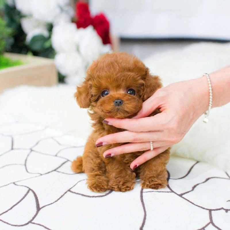 chó poodle teacup trưởng thành