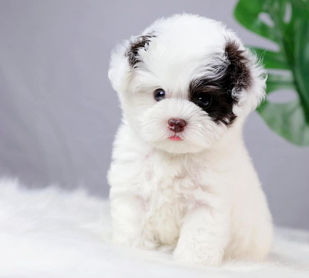 chó poodle teacup trưởng thành