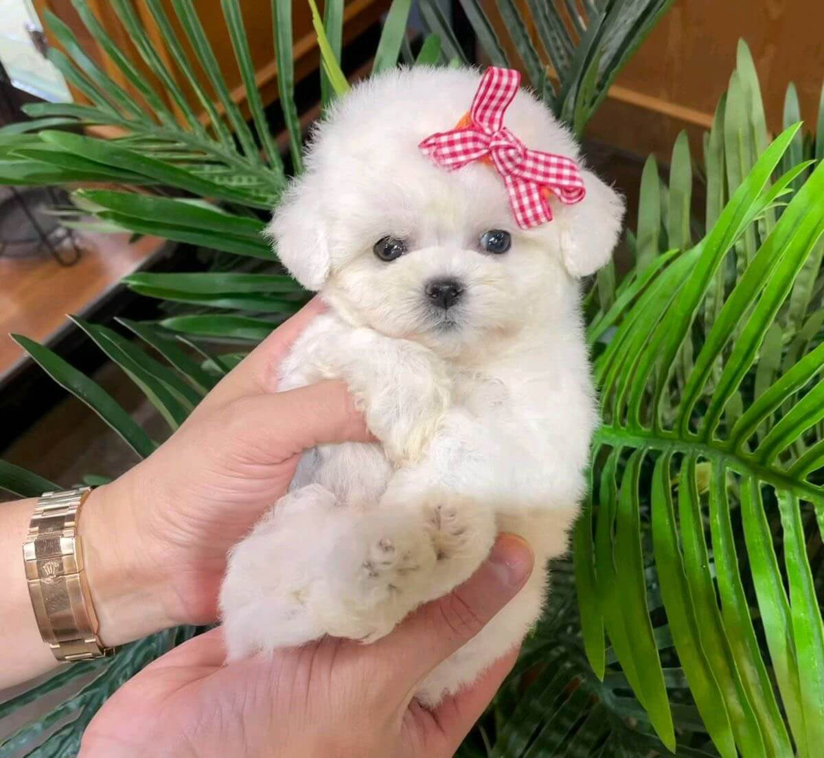 chó poodle teacup trưởng thành