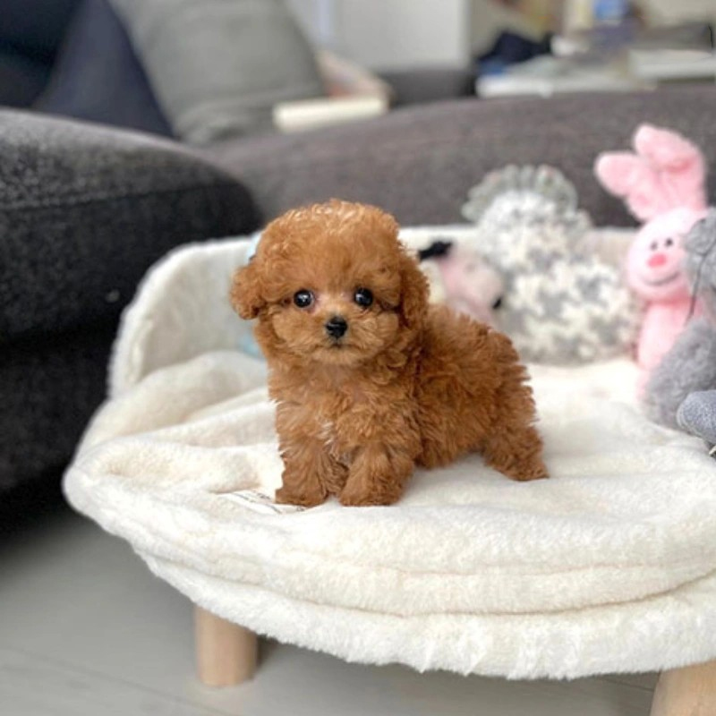 chó poodle teacup trưởng thành