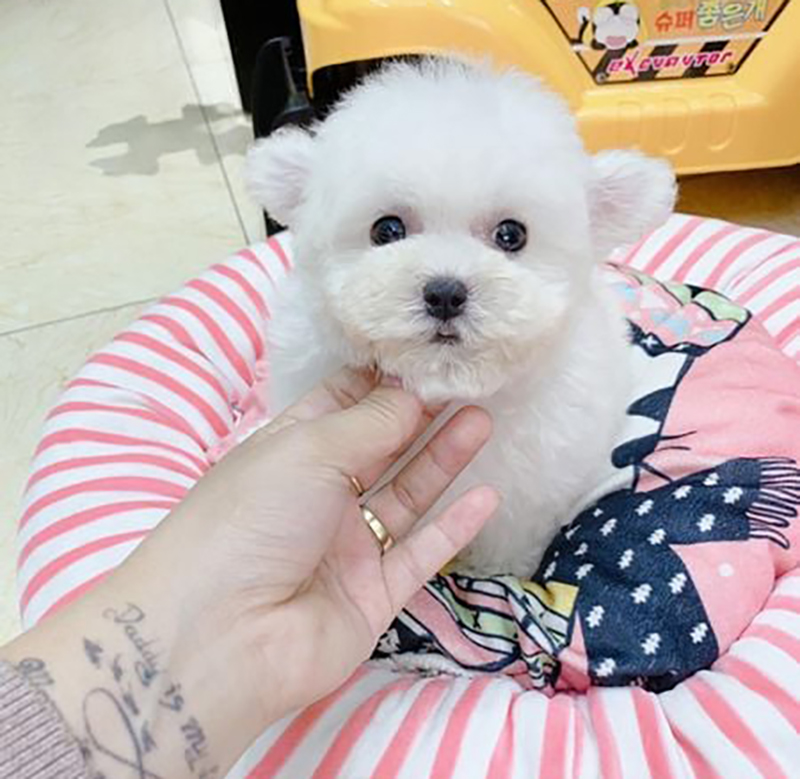 chó poodle teacup trưởng thành