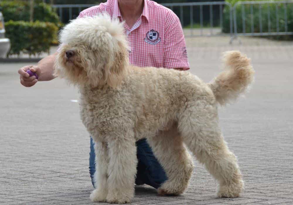 Chó Poodle nhập khẩu từ các nước Châu Âu