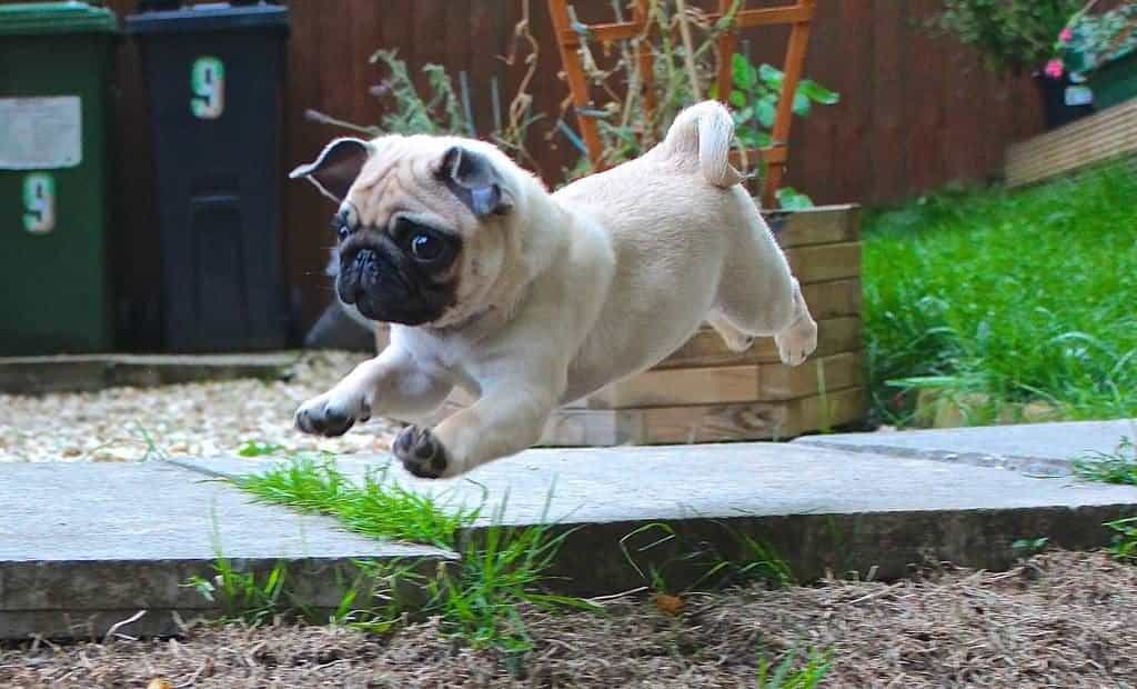 Hình ảnh một chú chó pug đang chạy và nhảy