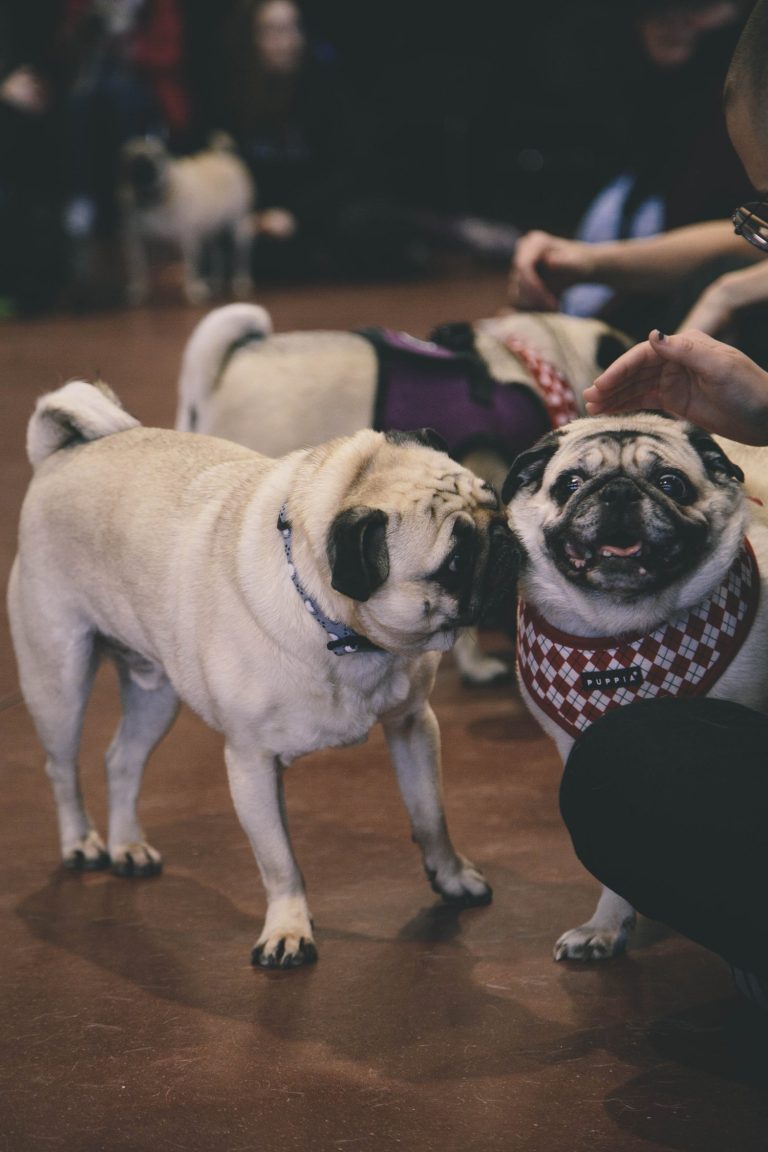 Chso pug quàng khăn