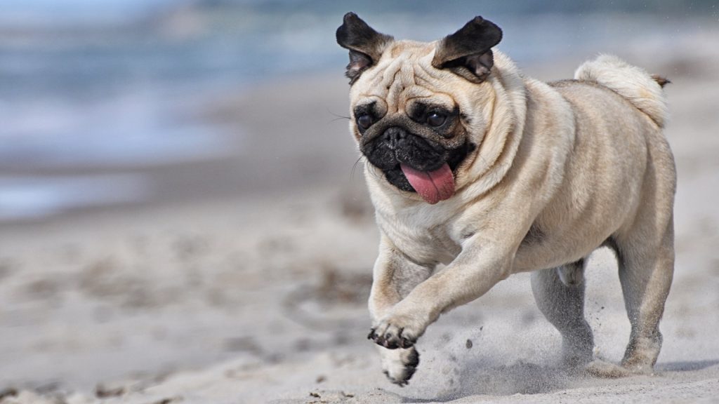 Pug chạy trên bãi cát