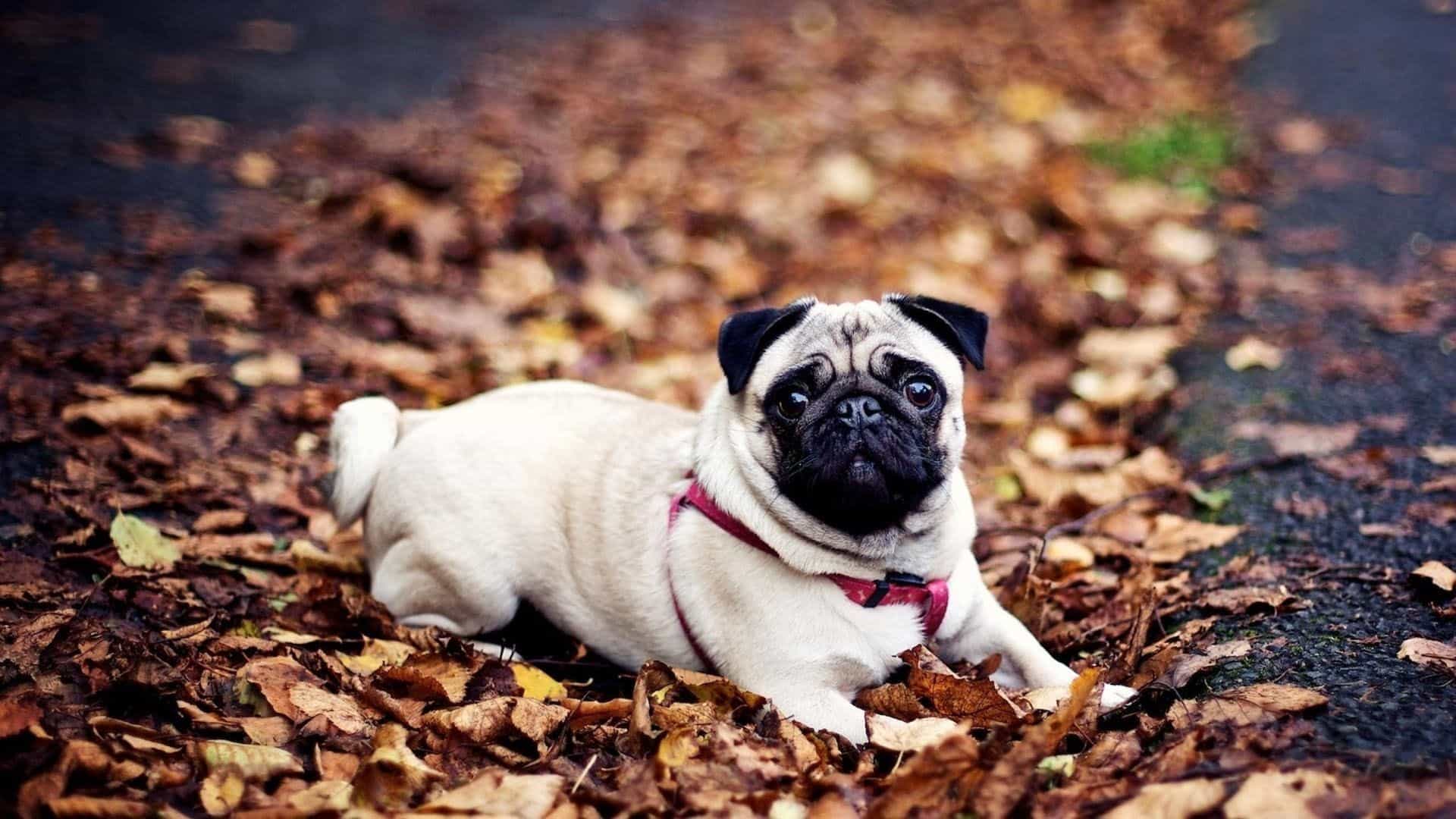 TOP 50 Hình ảnh chó đẹp Cute Dễ thương Đáng yêu