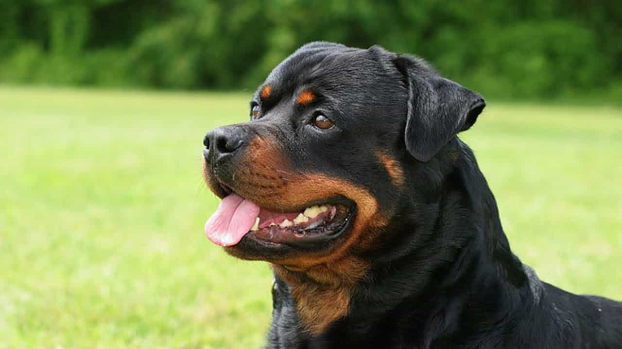 chó rottweiler mặt nhăn