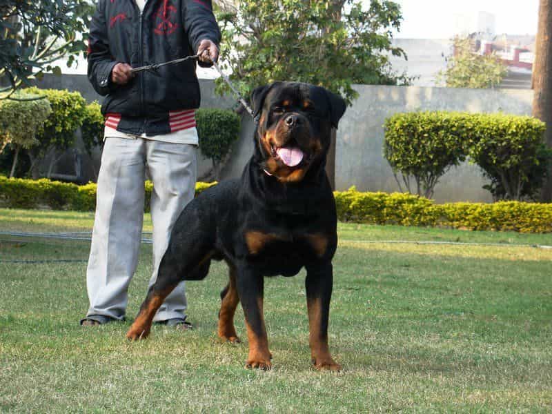 chó rottweiler dòng trung