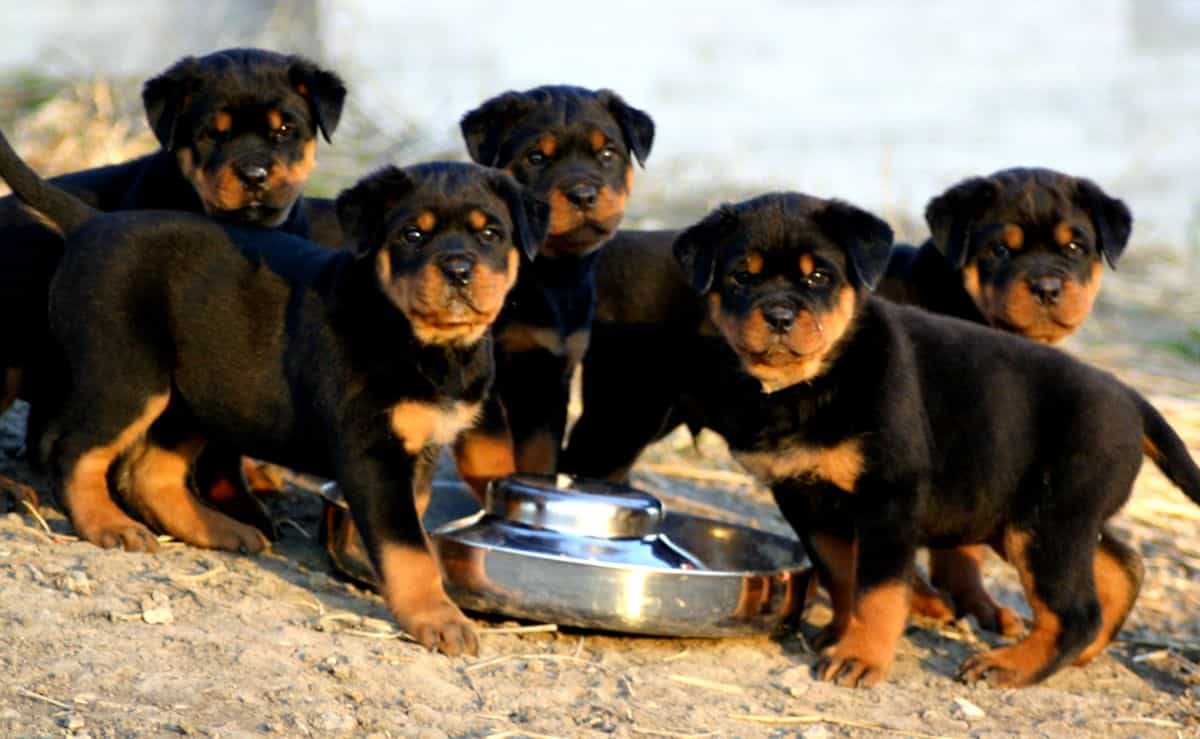 chó rottweiler thuần chủng