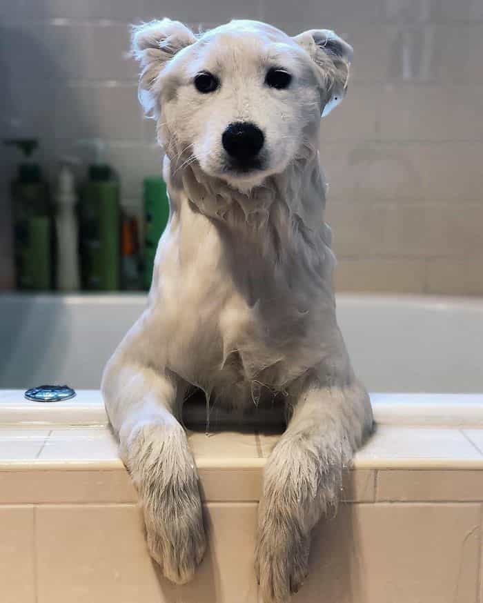 chó Samoyed tắm