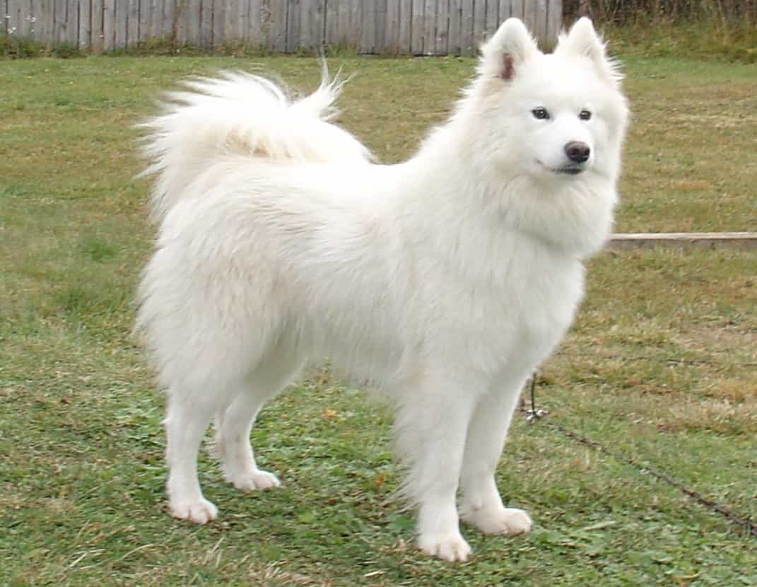 chó samoyed trắng