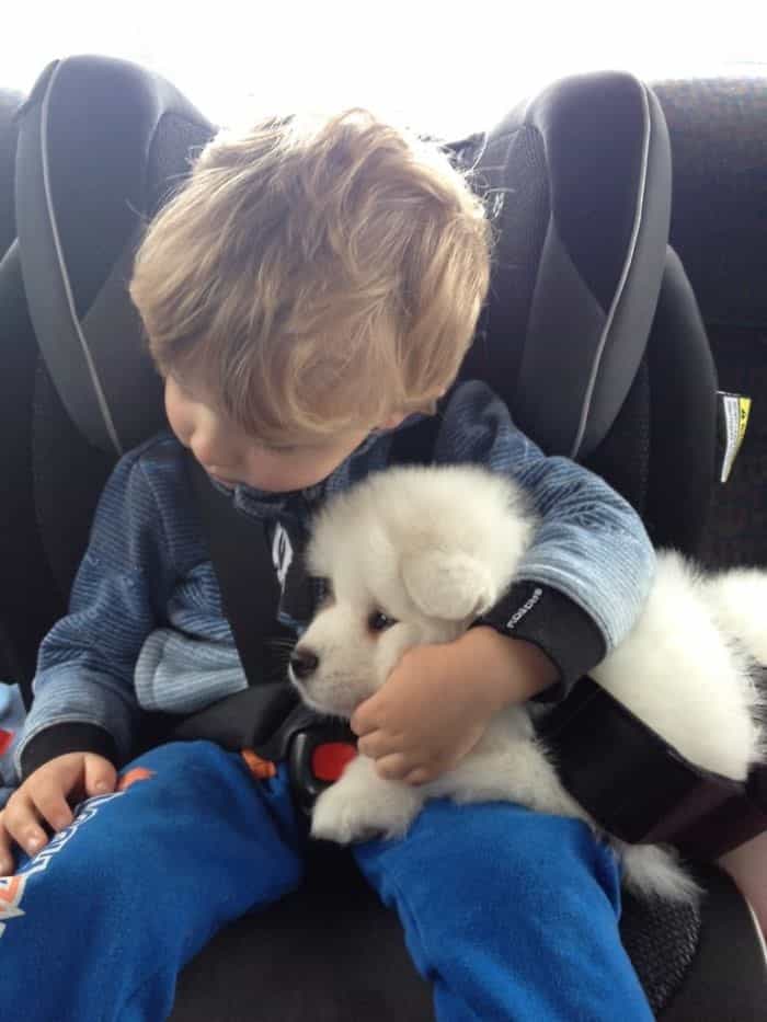 chó Samoyed xinh xắn