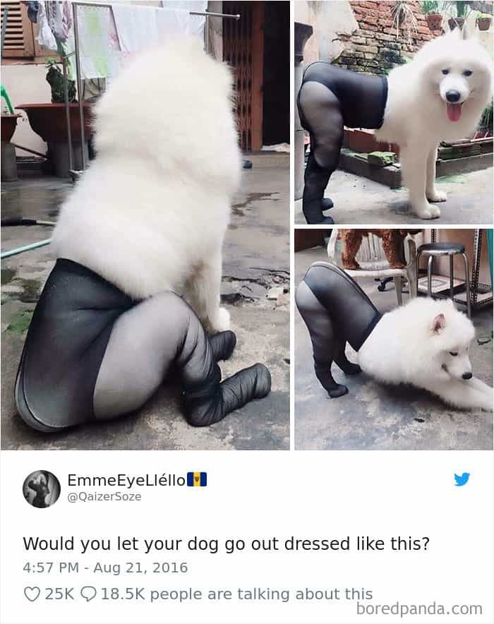 Ảnh chó Samoyed hài hước