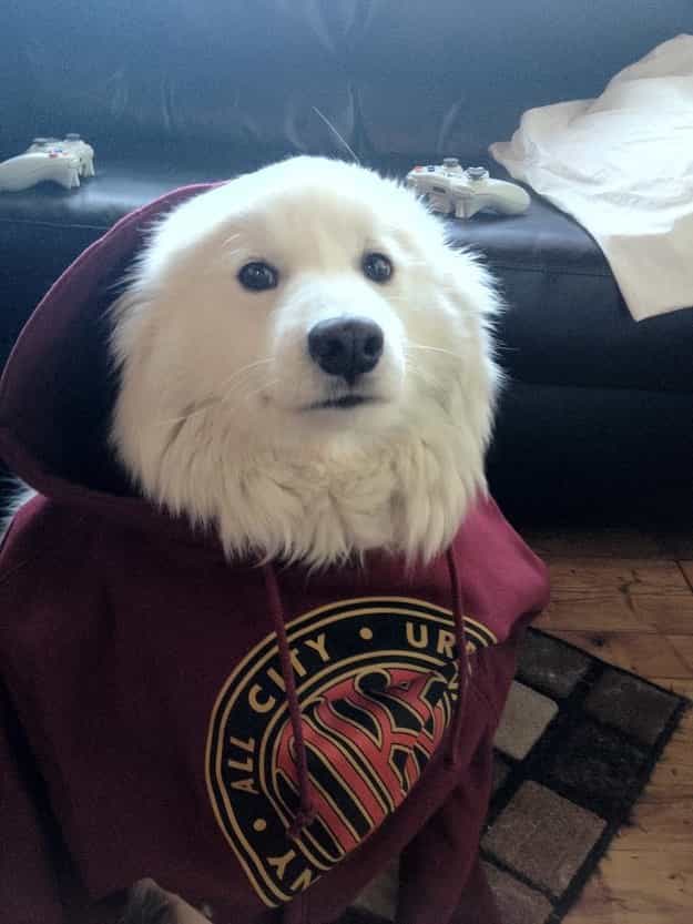 Hình ảnh chó Samoyed đẹp