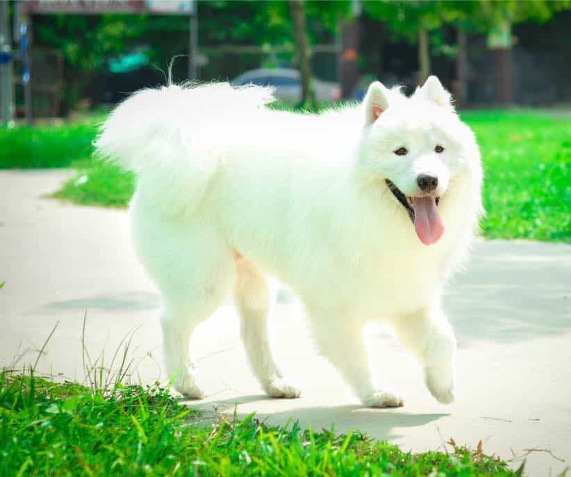 Nuôi chó Samoye đúng cách