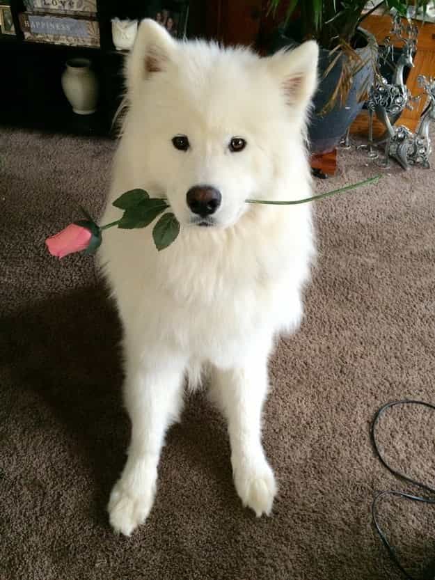 Hình ảnh chó Samoyed và hoa hồng
