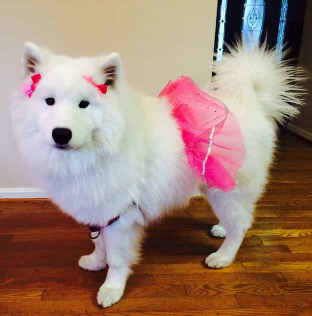 Hình ảnh chó Samoyed mặc váy