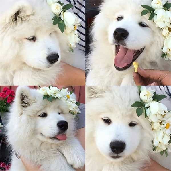 Chó Samoyed điệu đà