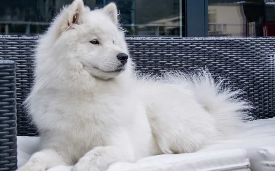 Chó Samoyed trắng dễ thương