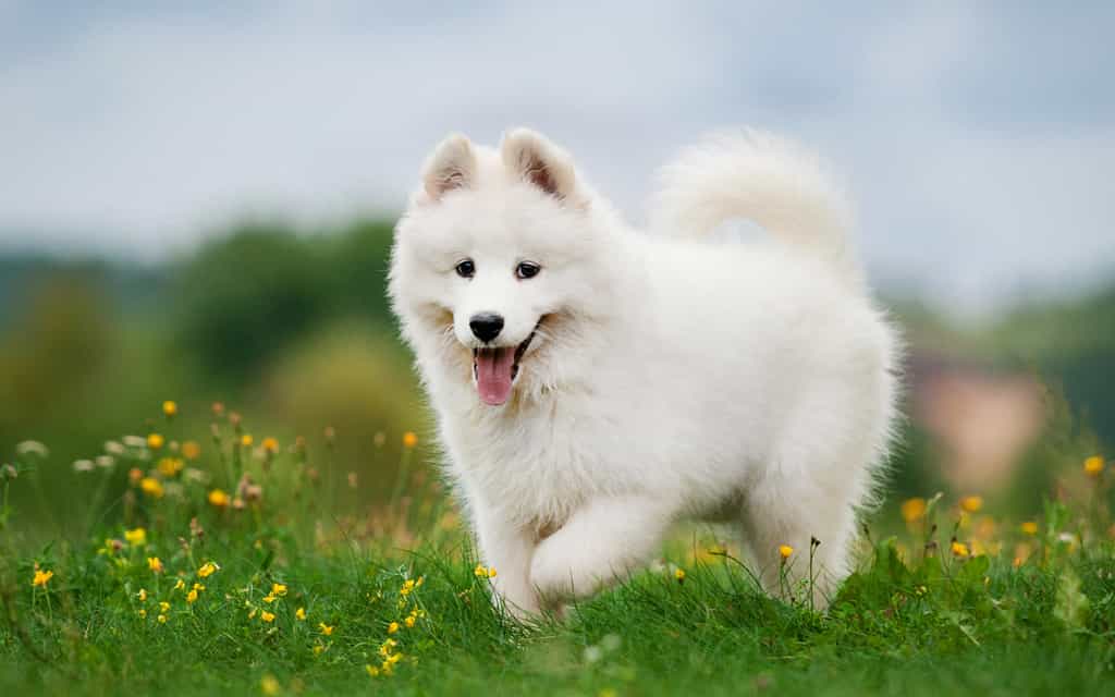 Chó Samoyed tuyết trắng