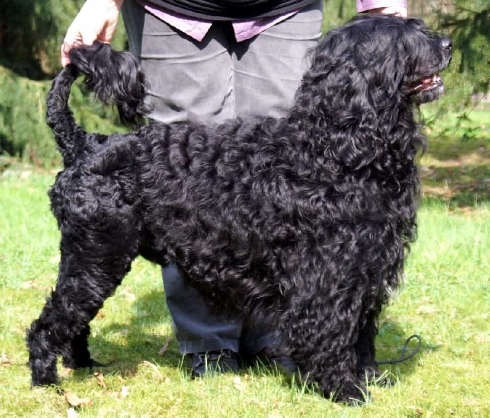 Portuguese Water Dog lông xoăn sau khi được cắt tỉa