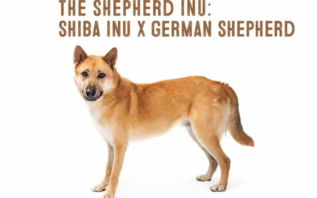 Một chú chó Shiba lai to lớn, khỏe mạnh