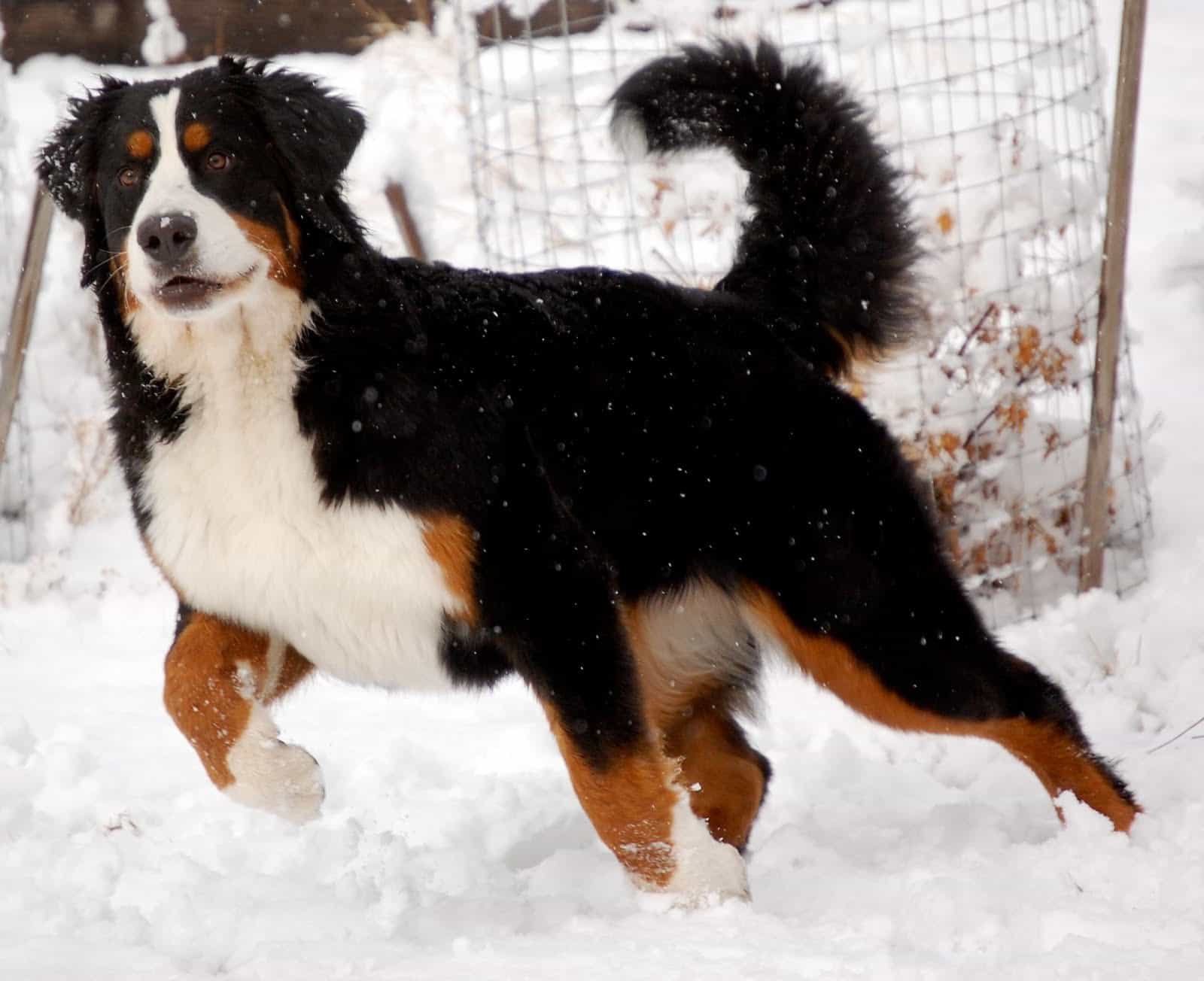 Bernese Mountain Dog chạy trong tuyết