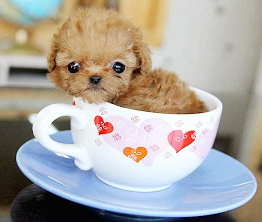 Teacup Poodle rất dễ thương