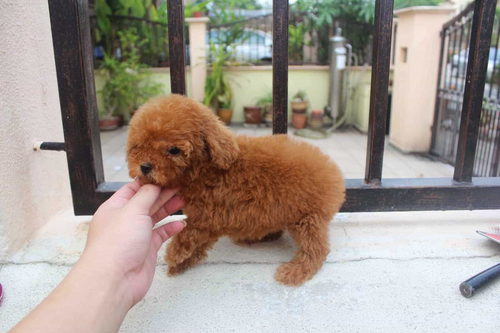 Một con chó xù nhỏ màu nâu đỏ