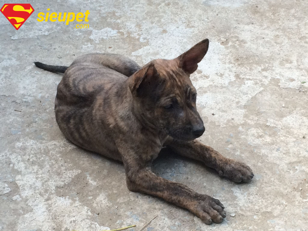 Cách chăm sóc chó vện