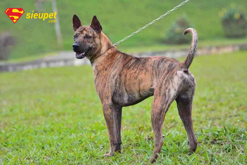 Kinh nghiệm chọn muachó vện