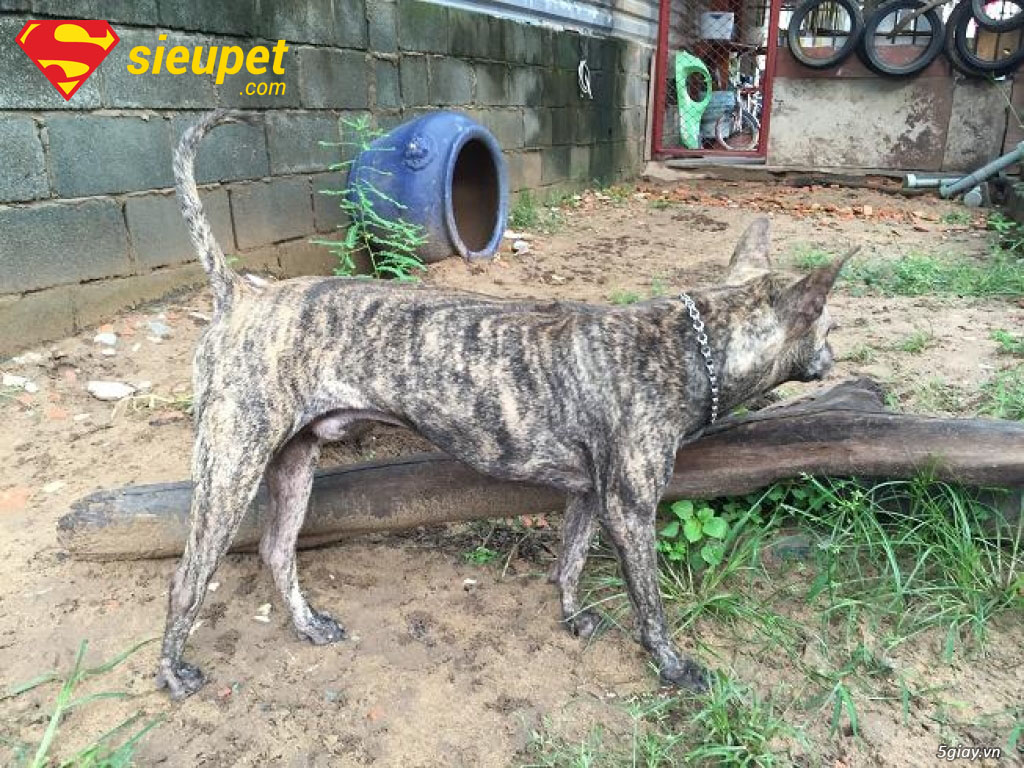 Giải đáp các câu hỏi thường gặp về chó vện