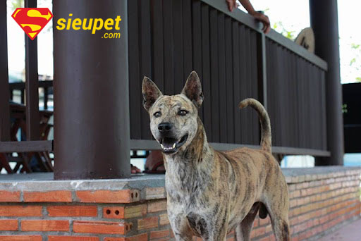 Chó Phú Quốc vện có nguồn gốc lâu đời