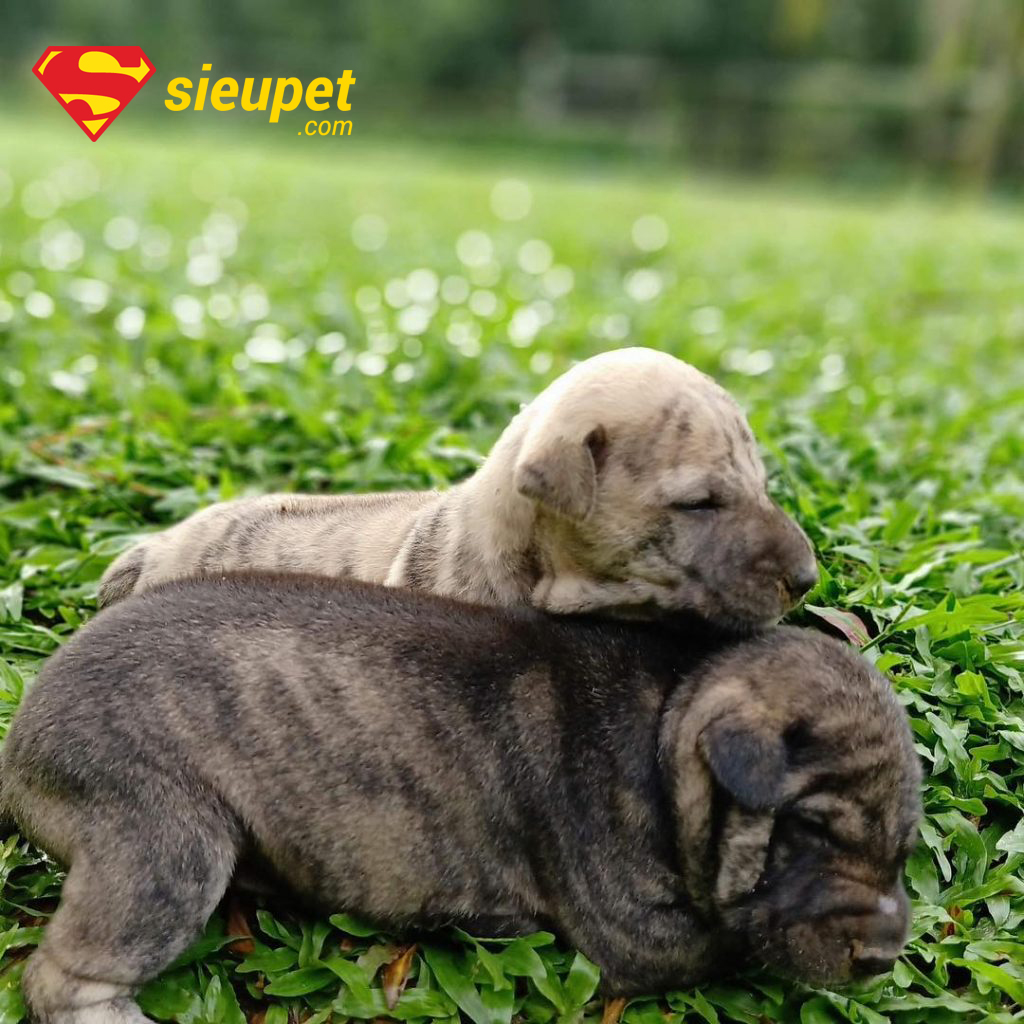 Chó vện với bộ lông vằn vện đặc biệt