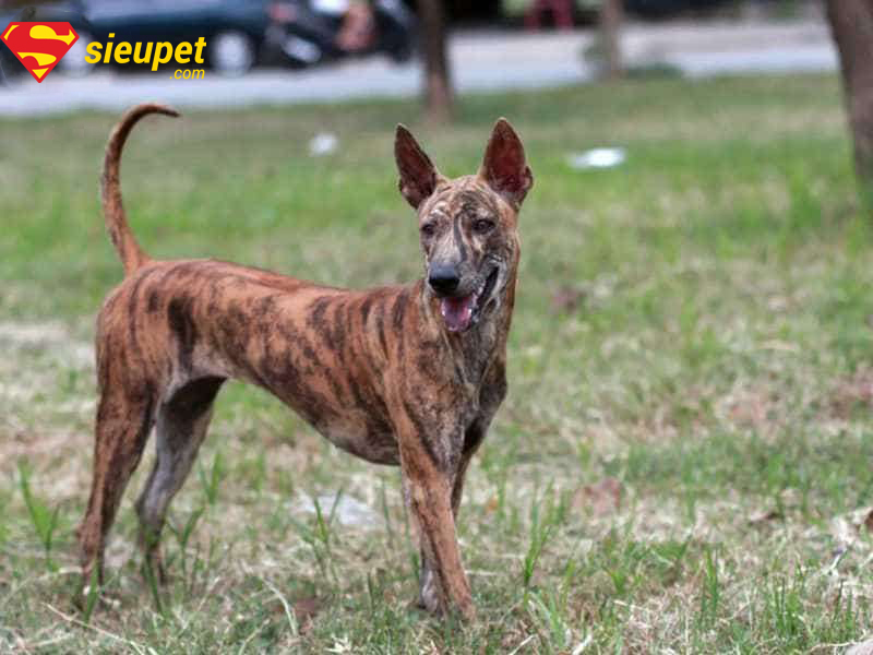 Chó vện có tính cách thông minh, trung thành