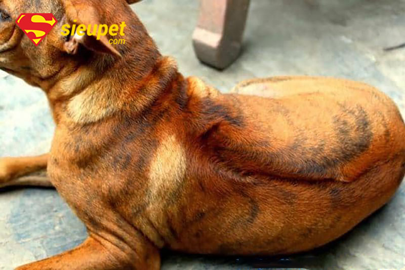 Đàn Chó Phú Quốc xoáy tại trại bảo tồn
