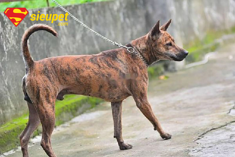 Chó Phú Quốc xoáy vện cọp tuyệt đẹp