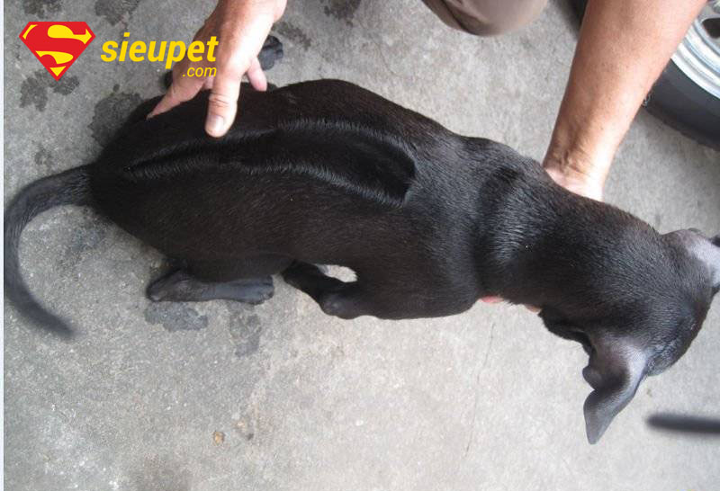Hai chú Chó Phú Quốc xoáy thân thiện chơi đùa